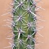 Machaerocereus_gummosus